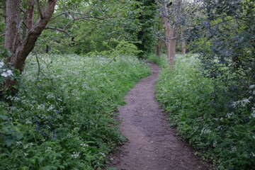 cow parsley in woodland