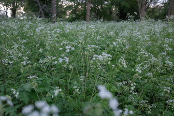cow parsley in woodland