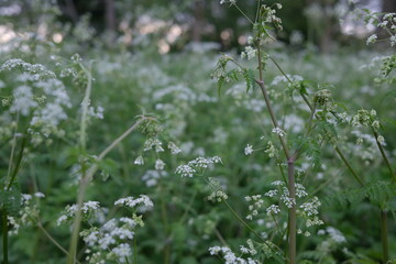 cow parsley in woodland