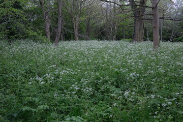 cow parsley in woodland