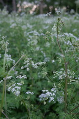 cow parsley in woodland