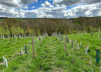 Fototapeta na wymiar A lush green pathway flanked by young trees protected by plastic guards, and wooden stakes, leads through a reforestation area near, West Lane, Sutton-in-Craven, UK