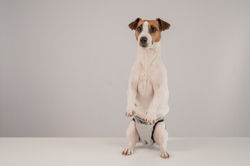 Cute Jack Russell Terrier dog wearing menstrual panties on a white background. Reusable diaper.