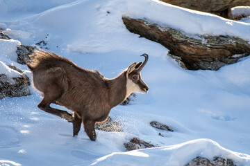 European male Alpine Chamois (Rupicapra rupicapra) running in the snow, Alps mountains, Italy....