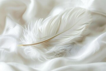 White feather closeup on peaceful background with creative space
