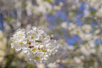 Cherry blossoms in spring. Natural floral background.