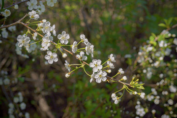 Cherry blossoms in spring. Natural floral background.