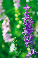 flowering Consolida ajacis flowers in garden