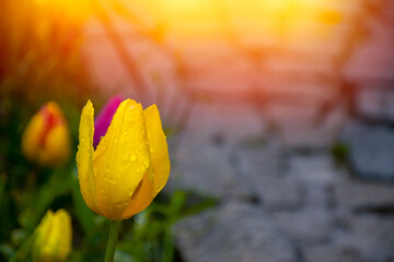 Yellow tulips with water droplets in Sunset. Close up shot of yellow tulip in Emirgan Park. Yellow...