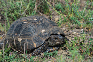 turtle on the grass