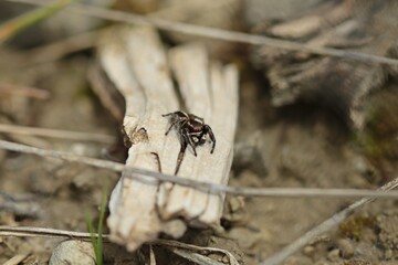 Männliche Kreuzspringspinne (Pellenes tripunctatus)