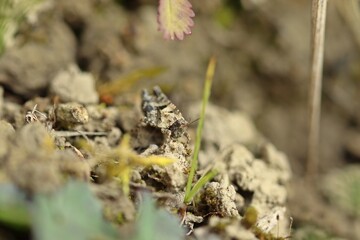 Langfühler-Dornschrecke (Tetrix tenuicornis)