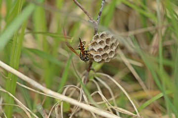 Heide-Feldwespe (Polistes nimpha) bei der Brutpflege auf ihrem Nest im April