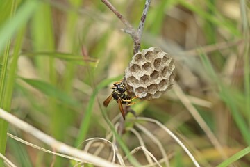 Heide-Feldwespe (Polistes nimpha) bei der Brutpflege auf ihrem Nest im April