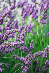 Naklejka premium close up shot of lavender flowers