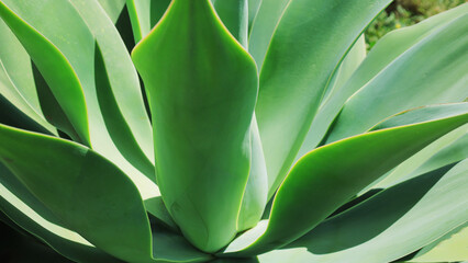 Agave with green leaves in the park