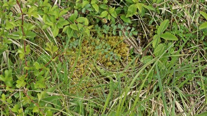 Paar der Zauneidechse (Lacerta agilis) im Frühling