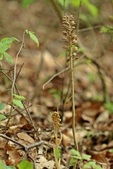 Vogel-Nestwurz (Neottia nidus-avis) neben Samenstand des Vorjahrs