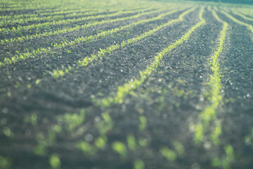 agricultural field with seedlings