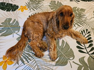 cocker spaniel dog