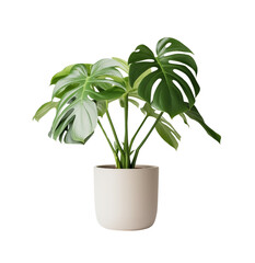 Lush Monstera plant with iconic split leaves, potted in a minimalist, embodying modern home decor. Generative AI