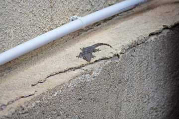 Gecko presque noir sur un muret en béton.