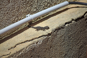 Gecko presque noir sur un muret en béton.