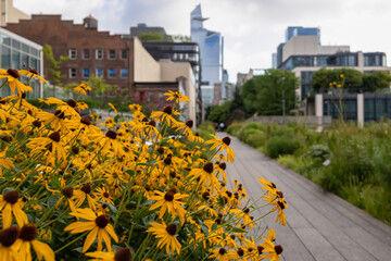 A bed of yellow asters growing along the High Line in New York. High buildings around the park. The glass skyscrapers are reflecting the clouds. Modern, vibrant city. Growing and cultivating flowers