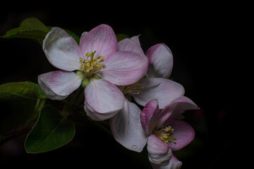 pink orchid on black
