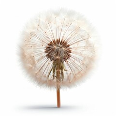 a dandelion with seeds on a white background
