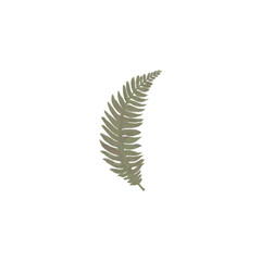Transparent fern branch element for design and decoration without background png
