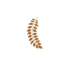 Transparent plant sprig element for design without background png