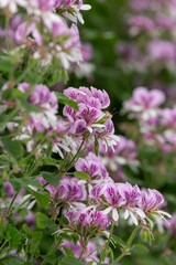 Close up of pelargonium cordifolium flowers in bloom