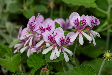 Close up of pelargonium cordifolium flowers in bloom