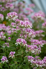 Close up of pelargonium cordifolium flowers in bloom