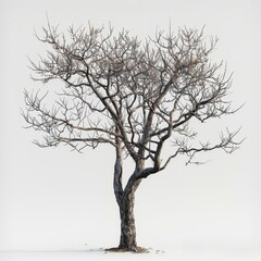Fototapeta premium a bare tree with no leaves in a snowy field