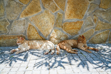 Two orange cats resting against a stone wall, illuminated by sunlight that casts leaf-shaped shadows
