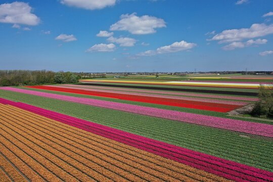 Aerial view of beautifully colored flower bulb fields in the north of North Holland.