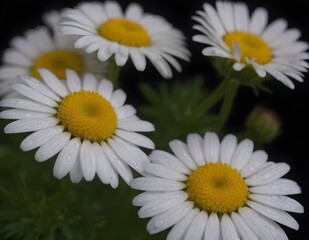 Fototapeta premium Dew-Covered White Daisies Blooming Against a Dark Background in Early Morning