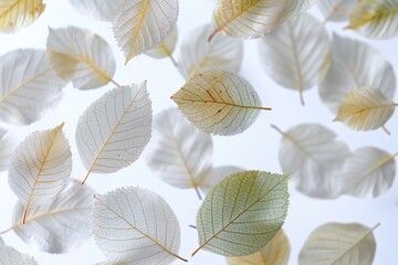 Beautiful isolated leaves on a white background