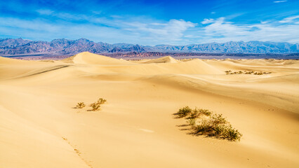 Mesquite Flat Sand Dunes