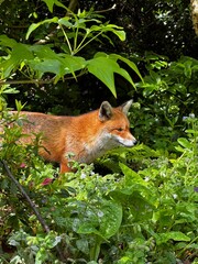 red fox vulpes