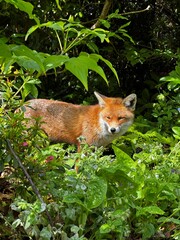 red fox vulpes