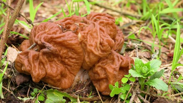 Spring edible morel mushroom in the forest