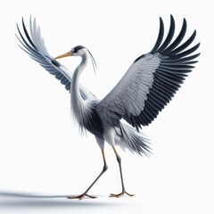 blue heron ardea cinerea on white