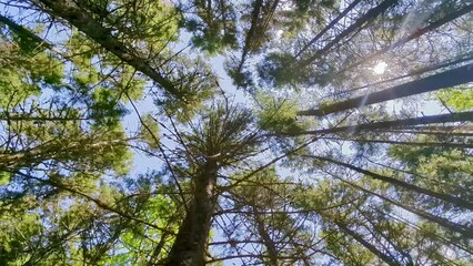 Directly below rotating footage of bright sunlight streaming through tall trees in forest
