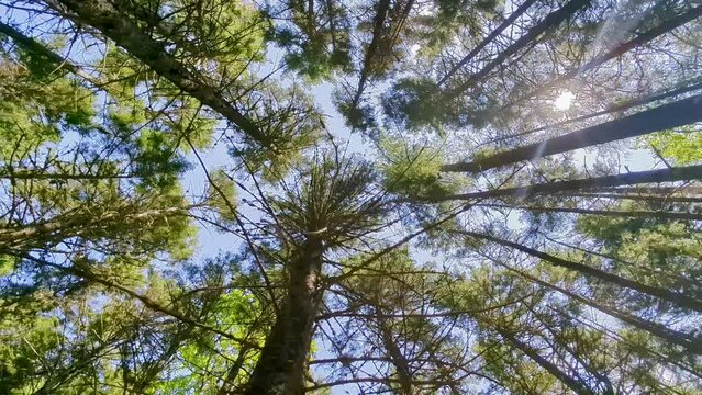Directly below rotating footage of bright sunlight streaming through tall trees in forest