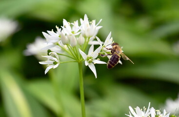 Biene auf einer weißen Bärlauchblüte