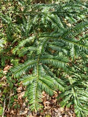 branches of green spruce against the background of fallen brown leaves in the park during the day