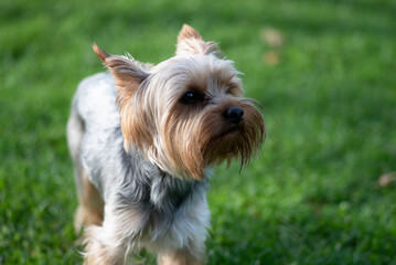 Yorkshire Terrier on the green grass in the park in summer